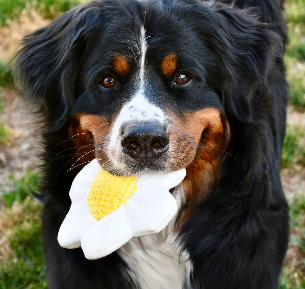 Pozy Clarkia — Kaibab Bernese Mountain Dogs